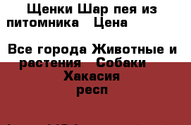 Щенки Шар пея из питомника › Цена ­ 25 000 - Все города Животные и растения » Собаки   . Хакасия респ.